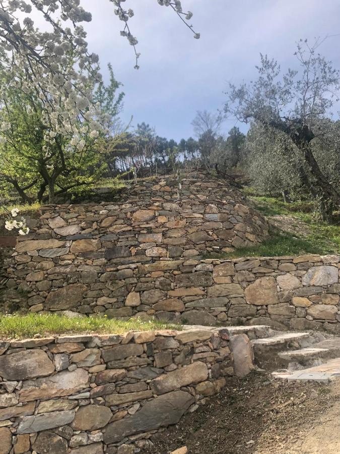 Campo Dei Lupi Vicopisano